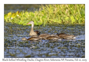 Black-bellied Whistling-Ducks