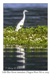 Little Blue Heron immature
