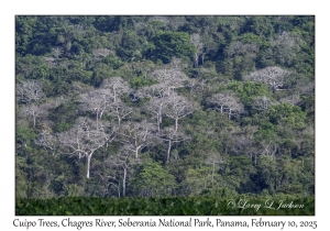 Cuipo Trees
