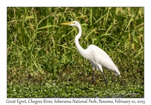 Great Egret