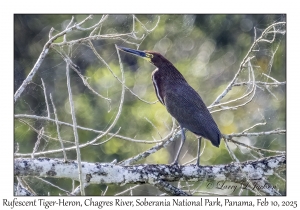 Rufescent Tiger-Heron