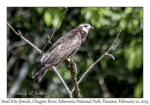 Snail Kite female