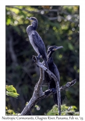 Neotropic Cormorants