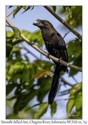 Smooth-billed Ani