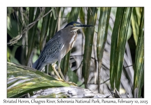 Striated Heron