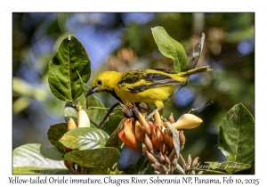 Yellow-tailed Oriole immature