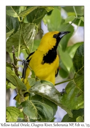 Yellow-tailed Oriole