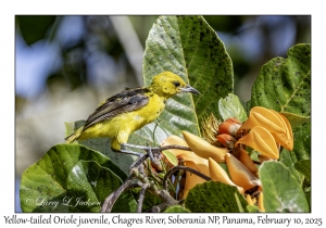 Yellow-tailed Oriole juvenile