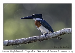 Amazon Kingfisher male