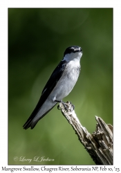 Mangrave Swallow