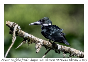 Amazon Kingfisher female