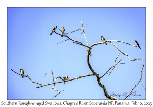 Southern Rough-winged Swallows