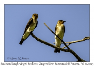 Southern Rough-winged Swallows