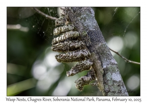 Wasp Nests