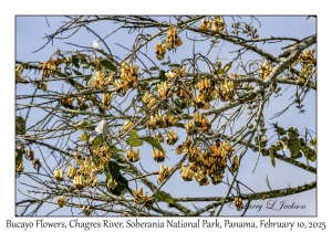 Bucayo Flowers