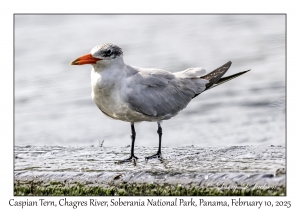 Caspian Tern