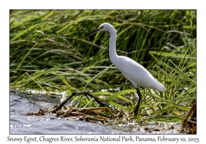 Snowy Egret