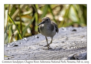 Common Sandpiper