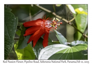 Red Passion Flower