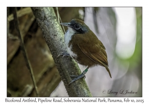 Bicolored Antbird