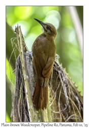 Plain-brown Woodcreeper