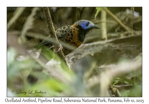 Ocellated Antbird