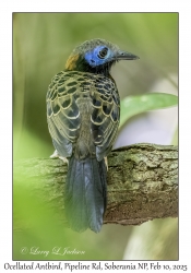 Ocellated Antbird