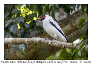 Masked Tityra male