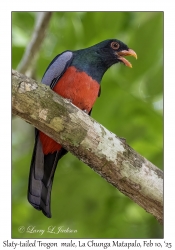 Slaty-tailed Trogon male