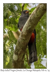 Slaty-tailed Trogon female