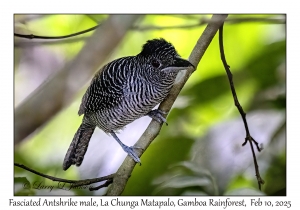 Fasciated Antshrike male