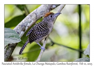 Fasciated Antshrike female