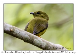 Golden-collared Manakin female