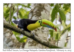 Keel-billed Toucan