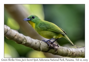 Green Shrike-Vireo