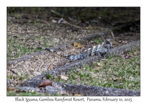 Black Iguana