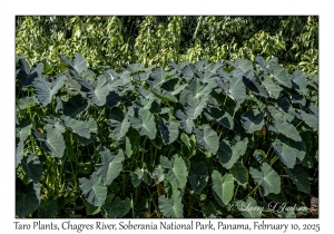Taro Plants