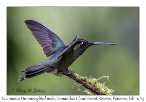 Talamanca Hummingbird male