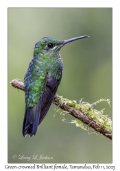 Green-crowned Brilliant female