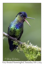 Fiery-throated Hummingbird