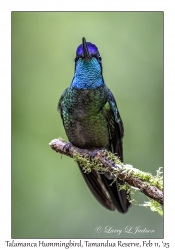 Talamanca Hummingbird male