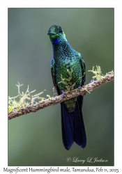 Magnificent Hummingbird male