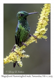 Magnificent Hummingbird male