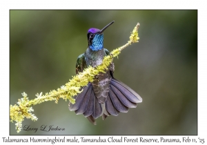 Talamanca Hummingbird male