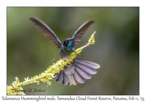 Talamanca Hummingbird male