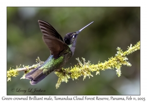 Green-crowned Brilliant male