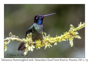 Talamanca Hummingbird male