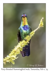 Fiery-throated Hummingbird