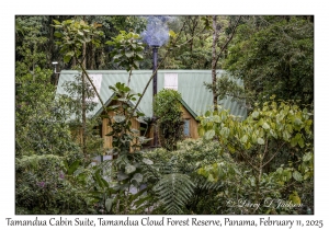 Tamandua Cabin Suite