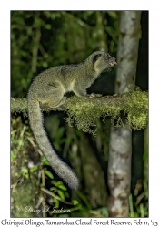 Chiriqui Olingo